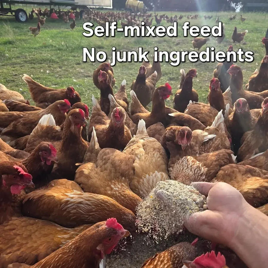 RegenRoots hens gathering around self-mixed feed on pasture