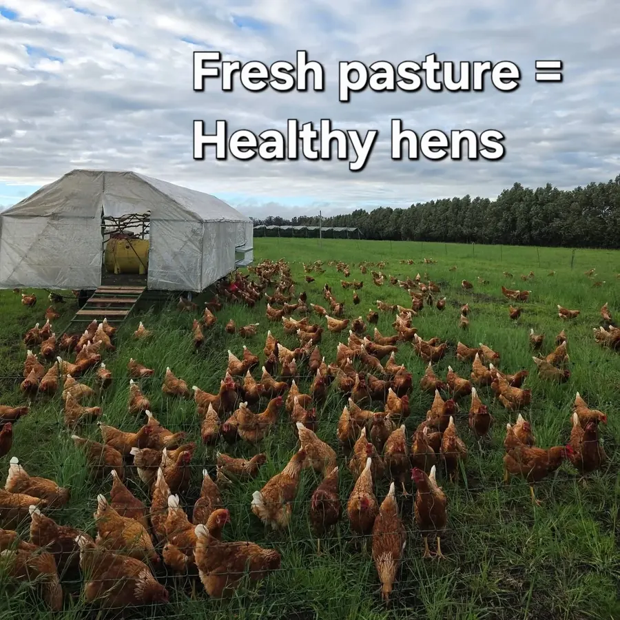 Large flock of hens around a mobile trailer on fresh pasture