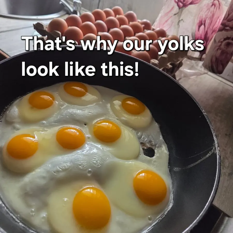 Frying pan with bright orange egg yolks and trays of eggs in the background